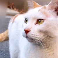 『猫は絶対飼わない犬派のパパ』が元ボス猫と出会った結果…自宅を見てみると→『まさかの変化』が24万再生「素敵すぎる」「愛に泣いた」