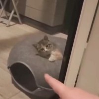 裏庭に現れたガリガリの子猫を保護したい→『ライブ配信』していると…『涙なしでは見られない光景』が158万再生「泣けた」「蛙を食べて…」