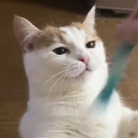 『猫がおもちゃを掴んだ』かと思ったら、次の瞬間…予想もしていなかった『まさかの行動』が22万再生「想像以上ｗ」「まずはありがとう」