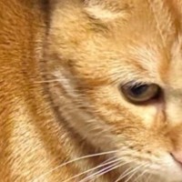 何気なく猫の『右脇腹』を見ていた飼い主さん→ふと既視感を感じたと思ったら…驚きの『模様』が2万いいね「めっちゃ達筆」「すごく綺麗」