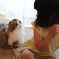 背中に飛びついてきた猫→娘が立ち上がると……思わず笑っちゃう『可愛すぎる瞬間』が64万再生「完全に仲間だと思ってる」「素敵な関係」