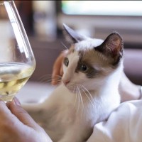 キャットニップ・ワインで猫も「リラックスするニャン！」ペット用ワインの販売が始まる　ニュージーランド