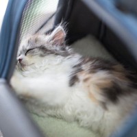 火事や落下事故…死の淵から『奇跡の生還』を果たした猫たち！英国・米国