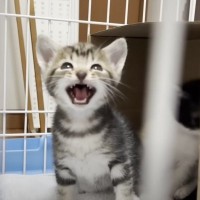 『親とはぐれた2匹の子猫』が保護された先で…段々と『変化していく様子』が可愛すぎると7万再生「電池切れが愛おしいｗ」「キュンすぎる」
