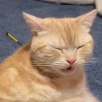 『自分のお尻の匂いを嗅ぐ猫』を見ていたら…まさかの『止まらない光景』に"大爆笑"134万再生「クセになってるｗ」「目に来てるｗ」