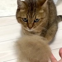 ブラッシングで愛猫の抜け毛を大量ゲット→ひたすら手でこねこねすると…完成した『まさかのモノ』に「アイデアがすごい」「似合いすぎｗ」