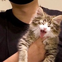 『小さな子猫』を迎えて3年が経過した結果…想像を超える『衝撃のビフォーアフター』が114万表示「でかいｗ」「もはや別猫」と話題に