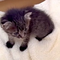 駐車場で鳴いていた“生後２週間の猫”→保護した結果…『運命の出会い』と『成長記録』が10万再生「末永くお幸せに」「美猫さんになったね」