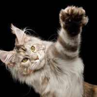 猫の『リンクスティップ』ってなーんだ？役割やよく見られる猫種など、4つの豆知識をご紹介