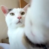 飼い主がスマホで愛猫たちの撮影をはじめると、おしゃべり上手な猫がやってきて…『まさかの勘違い』に「さすがニャンチューバー」「癒された」