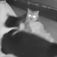 飼い主が寝たあとに猫たちは何してる？→深夜に『隠し撮り』してみたら…まさかの瞬間に爆笑する人が続出「メチャ楽しそうｗ」「大運動会ｗｗ」