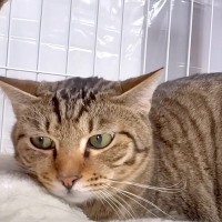 親子でやってきた新入りの兄弟猫→先住猫にイジワルされ震えていたら…まさかの『２匹のヒーローたち』が11万再生「やっぱりボスは一味違う」