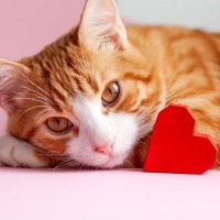 愛猫とあなたの『相思相愛』サイン5選　飼い主を心から愛している猫だけが見せる尊い姿