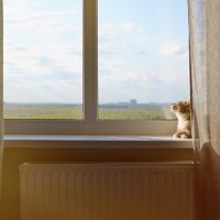 猫の『エンジェルタイム』を知っていますか？愛猫が最期にくれる“贈り物”の時間