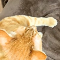 弟猫の入院中、ママが兄猫を撫でると…ふだんと違う『まさかの行動』が愛おしすぎると話題「寂しかったんだね」「なんか健気で泣けてきた」
