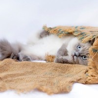 猫が『袋に入らずにはいられない』3つのワケ　猫が喜ぶ袋の特徴も