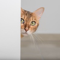 猫は飼い主さんの『突然のイメチェン』をどう思う？散髪に変装…猫の見た目の変化への反応3選