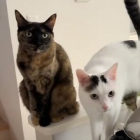 ご飯の1時間前に5匹の猫たちがいる部屋に行ったら…思わず笑っちゃう『可愛い勘違いの様子』に「ご飯に対する熱意を感じるｗ」「ウロウロｗ」