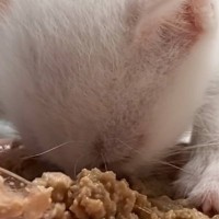 赤ちゃん猫の頃から食い意地が凄い猫→成長すると…予想外のものに興味を持った『まさかの瞬間』に爆笑「パパさんの気になってるｗ」「可愛いｗ」