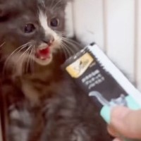とても怖い思いをして『心を閉ざした保護子猫』→おやつを出してみると…涙あふれる結末が79万再生「よく頑張ったね泣」「感動した」
