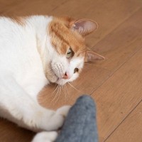 猫の『しつこいおねだり』への対処法3選　要求鳴きや激しいちょっかいに根負けするのはよくない？