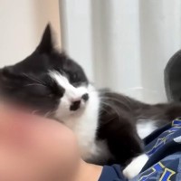 朝起きると、腕の中にいて甘えてくる愛猫→『尊い』と思っていたら…予想外すぎる『まさかの行動』に「首の動き爆笑した」「健気で可愛い」