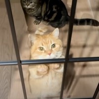 お出迎えしなくなった猫→新居を『ガラス扉』にしてみたら…とんでもなく尊い"お出迎えの光景"に「可愛すぎて泣ける」「めちゃくちゃ嬉しいね」