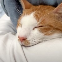 飼い主の腕枕が『気持ち良すぎた猫』…衝撃的な『予想外の寝顔』に爆笑する人が続出「ほのぼのしていたのにｗ」「可愛いと思ってたらｗ」の声