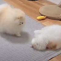 飼い主がお風呂に行った後の『猫と犬の様子』を覗いてみたら…胸キュン必至の『可愛すぎる光景』が3万再生「ほっこり」「子守りみたいｗ」