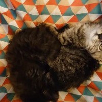 保護した当初は警戒していた猫が、　『7日目』になると…予想外の『可愛すぎる変化』に笑っちゃう人が続出「ニヤニヤしながら見た」「時間の問題ｗ」