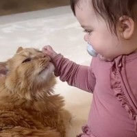 赤ちゃんに全然近づかなかった猫が突然……あまりにも予想外な『感動的すぎる瞬間』が49万再生「すごく素敵」「なんて優しさ」＜海外＞