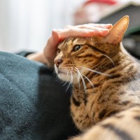 猫が『泣いている人を慰める』説は本当？考えられる3つの理由　よく見られる“寄り添う”仕草も紹介