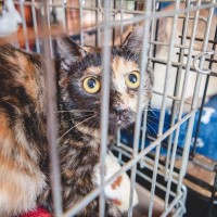 猫を保護したいなら…『やるべきこと』と『NGなこと』、気をつけるべき7つのポイント
