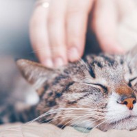 いくら好きでも…愛猫を『甘やかしすぎる』ことの7つの弊害　最悪、病気を引き起こす場合も…
