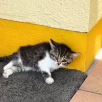 下半身を引きずっている子猫を保護→獣医に『治らないかも』と言われて…想像を超える『現在の様子』に感動の声「涙があふれでた」「奇跡だ」