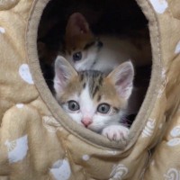 こたつの中でダラダラする6匹の子猫→ママ猫が呼ぶと…可愛すぎて"たまらない瞬間"が48万再生「いやもう最高」「思わずニヤけた」と悶絶の声