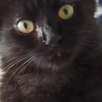 『真っ黒の猫になるだろうな』と思っていたら…成長後→予想もしていなかった『衝撃のビフォーアフター』に反響「ものすごっく好き」「かわよ！」