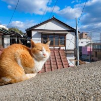 『猫』という名前の語源2選　有名な“寝る子”以外の説、知っていますか？