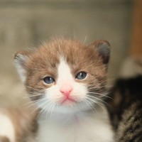 ごく短い間しか見られない『子猫サイン』4選　成長とともに消える、チビ猫ならではの貴重な特徴