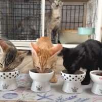 ご飯を食べる子猫たちを見ていたら、1匹が…予想外の行動をとり始める様子に爆笑する人が続出「ご飯の食べ方が凄いｗ」「つい笑ってしまった」