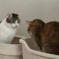 ケンカをしていた2匹の猫→『静かになった』と思ったら…気まずさMAXの『対面式トイレ』に"爆笑"183万表示「対面式ｗ」「ツボったｗ」