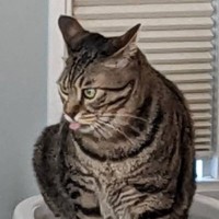 『トイレで踏ん張る猫』を見てみたら…予想外の『カッコよすぎるポーズ』が惚れると70万表示「やだ…かっこいい」「まるで歌舞伎役者」