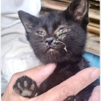 『目や鼻がぐちゅぐちゅだった黒猫』を保護したら…8か月後→当時の姿からは想像もできないほど『激変した姿』に感動「優勝」「よかったなぁ」