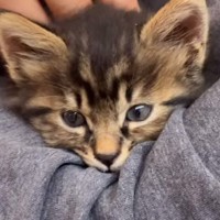 『保護子猫を引き取れないか』連絡がきて…先代猫の導きとしか思えない『運命的な出会いの様子』に「なんて素敵」「ボロボロに泣いちゃった」