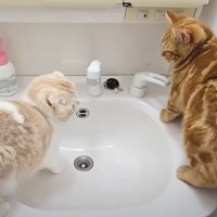 初めて猫たちが一緒に洗面台に入ったら…思わぬハプニングと『優しさ溢れる結末』が6万再生「なんてお利口」「ヒンヤリ気持ちいいんだろうね」