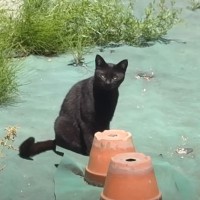 人間を見ても逃げない『庭に遊びに来る黒猫』を保護した結果…驚きのハプニングが9万再生「巻き込まれてて爆笑」「助けてくれてありがとう」