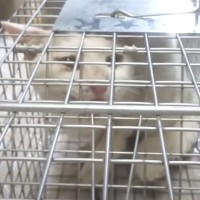 捕獲器の中に入っていた『ボロボロの白猫』を家に迎えた結果…驚きの初日と『11年後の様子』に涙する人が続出「ウルっときた」「まさに運命」