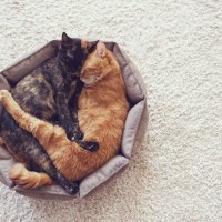 猫の『お気に入りの場所』を掃除するときの注意点3選　頻度は？洗えないものはどうすれば？