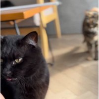 スリスリと甘えていた猫→『背後』を見てみたら…『まさかの瞬間』に爆笑する人が続出「分かりやすいｗ」「お顔がたまらないｗ」