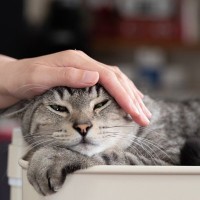 猫は『同居猫の死』をどう感じる？起こり得る行動の変化3選とペットロスの可能性